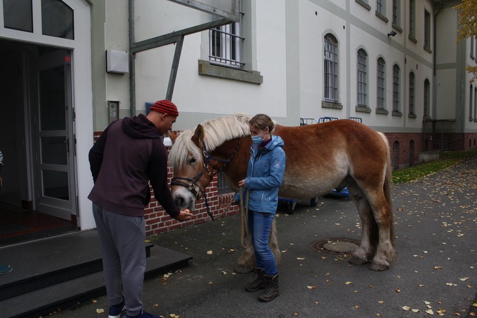 Ein Mann reicht einem Pferd einen Apfel. Dabei hält eine Frau das Pferd an einer Führleine.